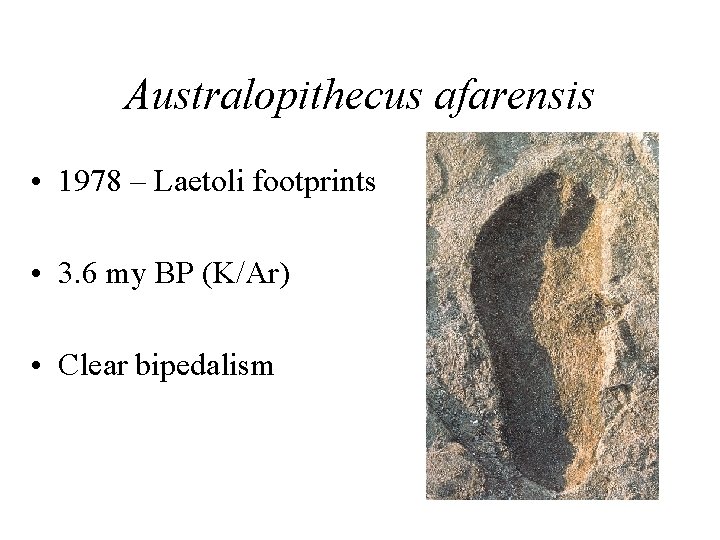 Australopithecus afarensis • 1978 – Laetoli footprints • 3. 6 my BP (K/Ar) •