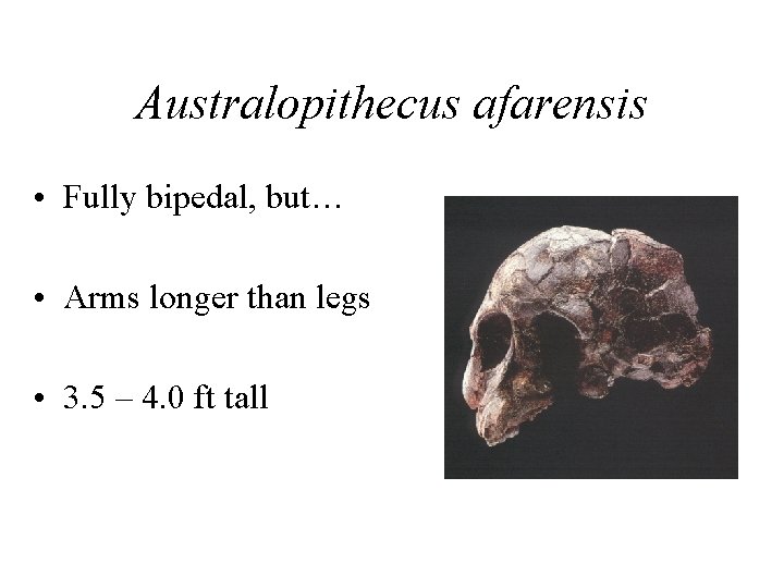 Australopithecus afarensis • Fully bipedal, but… • Arms longer than legs • 3. 5