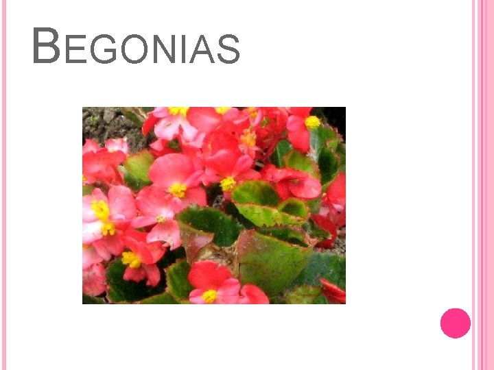 BEGONIAS 