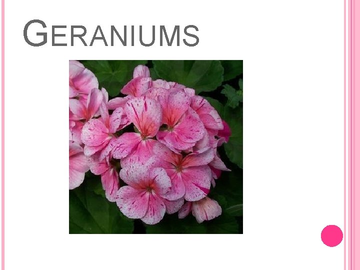 GERANIUMS 