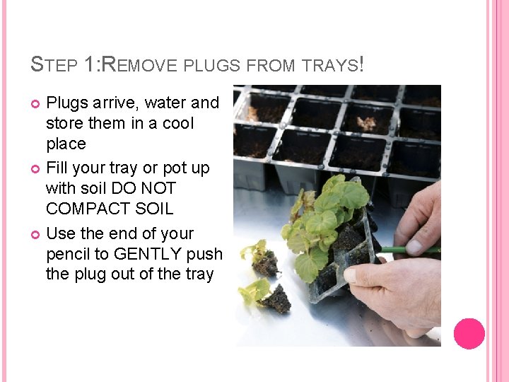 STEP 1: REMOVE PLUGS FROM TRAYS! Plugs arrive, water and store them in a