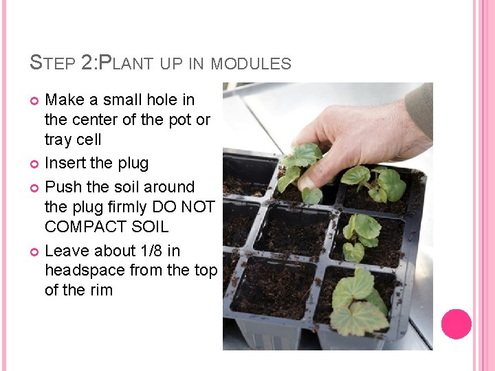 STEP 2: PLANT UP IN MODULES Make a small hole in the center of