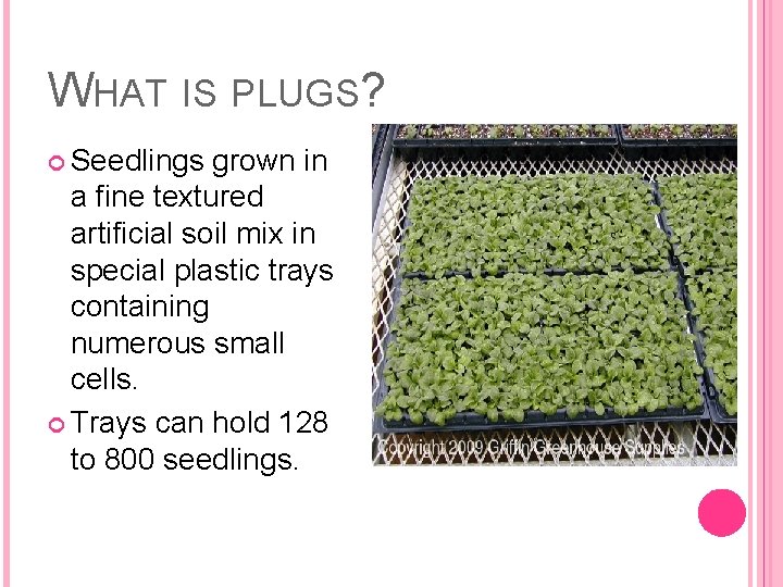 WHAT IS PLUGS? Seedlings grown in a fine textured artificial soil mix in special