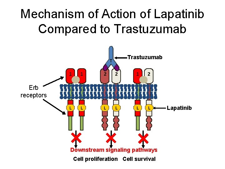 Mechanism of Action of Lapatinib Compared to Trastuzumab T 1 1 2 2 1