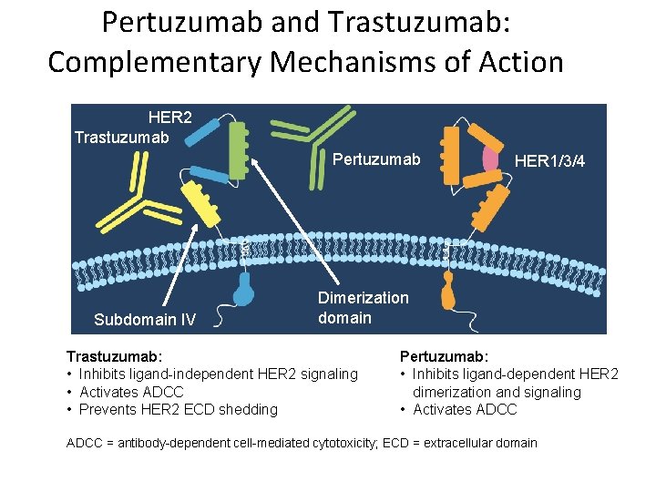 Pertuzumab and Trastuzumab: Complementary Mechanisms of Action HER 2 Trastuzumab Pertuzumab Subdomain IV HER