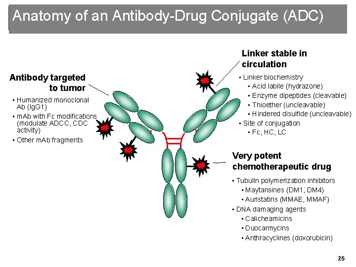 Anatomy of an Antibody-Drug Conjugate (ADC) Linker stable in circulation Antibody targeted to tumor