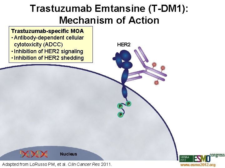 Trastuzumab Emtansine (T-DM 1): Mechanism of Action Trastuzumab-specific MOA • Antibody-dependent cellular cytotoxicity (ADCC)