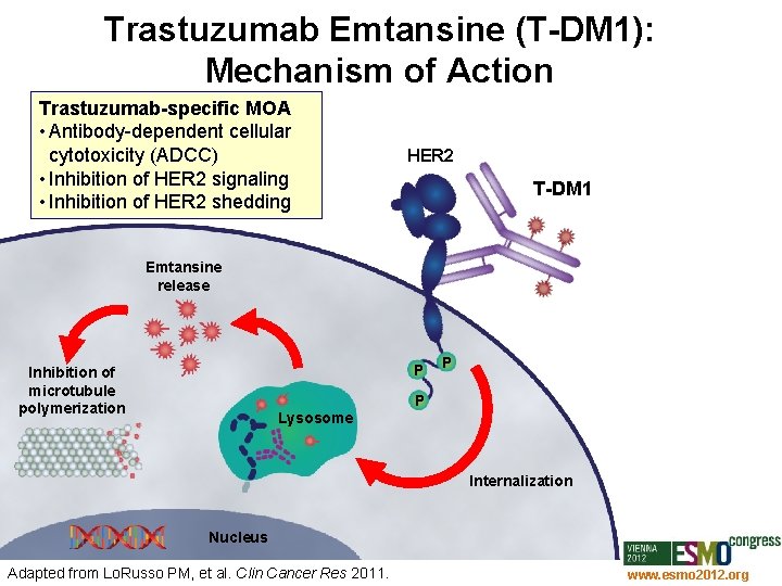 Trastuzumab Emtansine (T-DM 1): Mechanism of Action Trastuzumab-specific MOA • Antibody-dependent cellular cytotoxicity (ADCC)