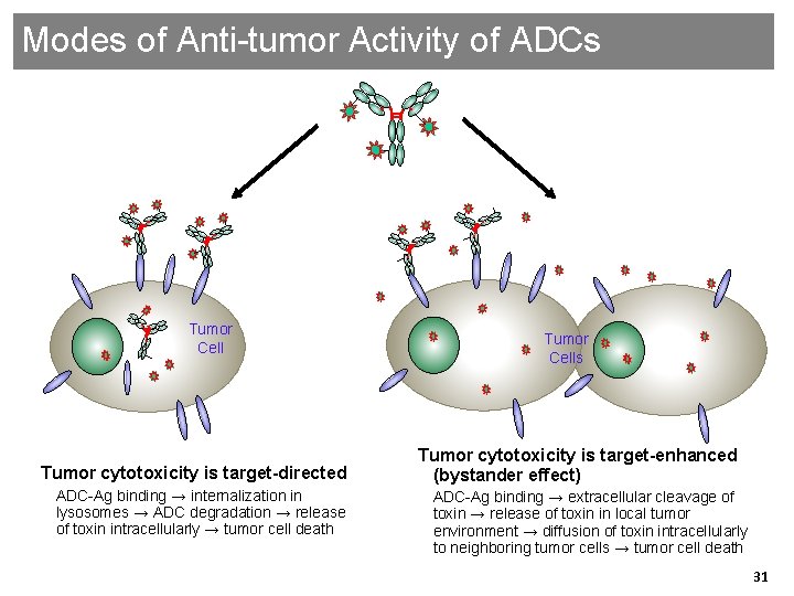 Modes of Anti-tumor Activity of ADCs Tumor Cell Tumor cytotoxicity is target-directed ADC-Ag binding