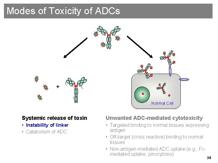 Modes of Toxicity of ADCs + Normal Cell Systemic release of toxin Unwanted ADC-mediated