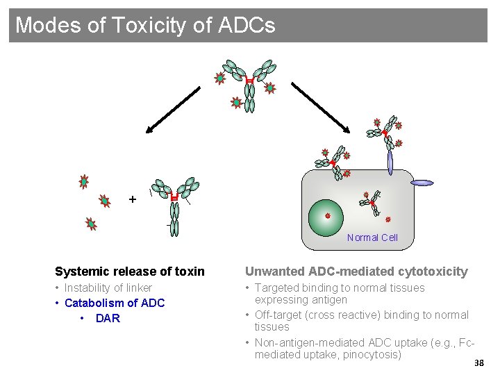 Modes of Toxicity of ADCs + Normal Cell Systemic release of toxin Unwanted ADC-mediated