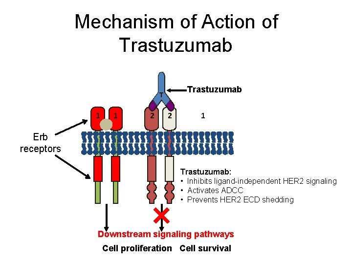 Mechanism of Action of Trastuzumab T 1 1 2 2 1 Erb receptors Trastuzumab: