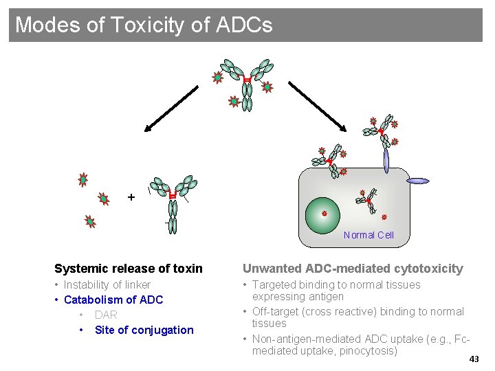 Modes of Toxicity of ADCs + Normal Cell Systemic release of toxin Unwanted ADC-mediated