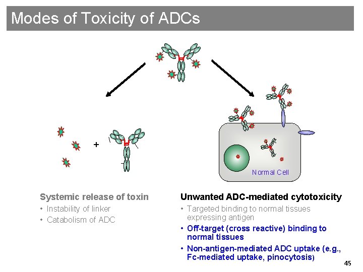 Modes of Toxicity of ADCs + Normal Cell Systemic release of toxin Unwanted ADC-mediated