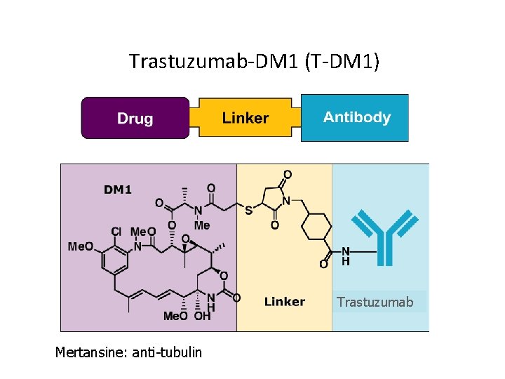 Another HER-2 Targeted Therapy in Development Trastuzumab-DM 1 (T-DM 1) Trastuzumab Mertansine: anti-tubulin 