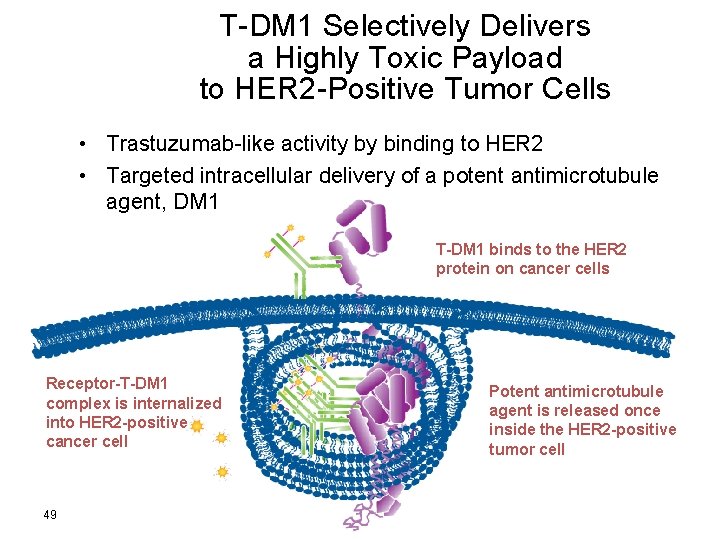 T-DM 1 Selectively Delivers a Highly Toxic Payload to HER 2 -Positive Tumor Cells