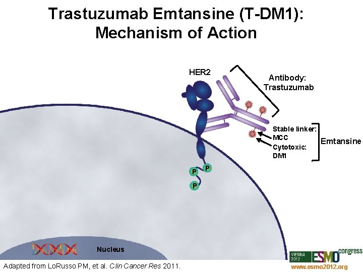 Trastuzumab Emtansine (T-DM 1): Mechanism of Action HER 2 Antibody: Trastuzumab Stable linker: MCC