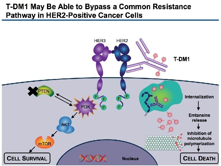 EMILIA Biomarker Analysis Baselga J, et al. EMILIA Investigators 
