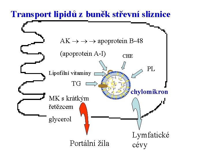 Transport lipidů z buněk střevní sliznice AK apoprotein B-48 (apoprotein A-I) Lipofilní vitaminy CHE