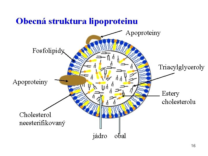 Obecná struktura lipoproteinu Apoproteiny Fosfolipidy Triacylglyceroly Apoproteiny Estery cholesterolu Cholesterol neesterifikovaný jádro obal 16