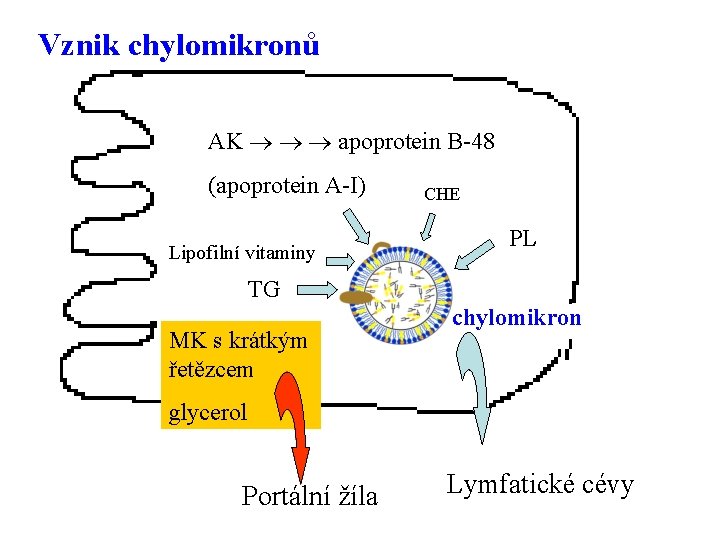 Vznik chylomikronů AK apoprotein B-48 (apoprotein A-I) Lipofilní vitaminy CHE PL TG MK s