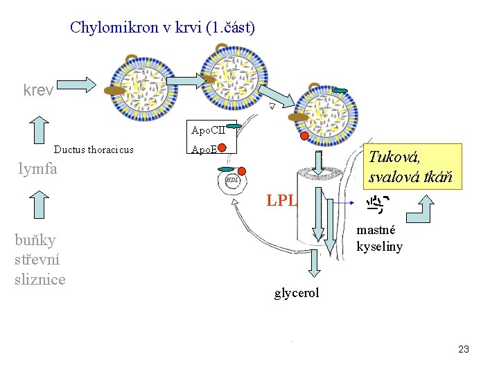 Chylomikron v krvi (1. část) krev Apo. CII Ductus thoracicus Apo. E Tuková, svalová