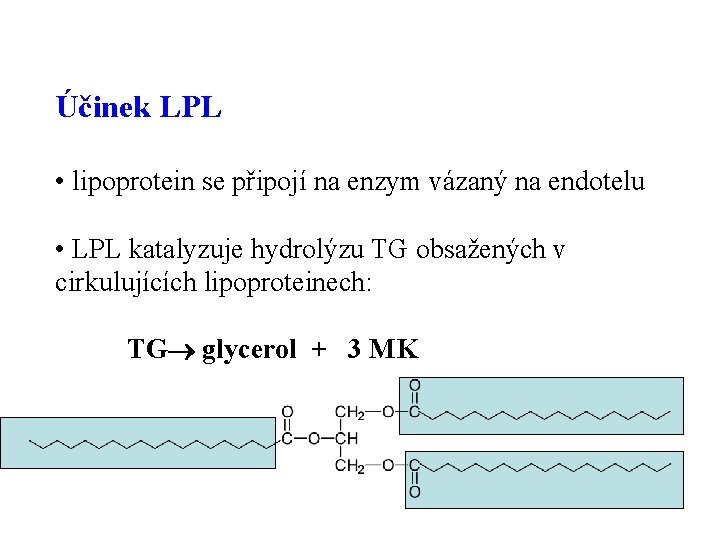 Účinek LPL • lipoprotein se připojí na enzym vázaný na endotelu • LPL katalyzuje