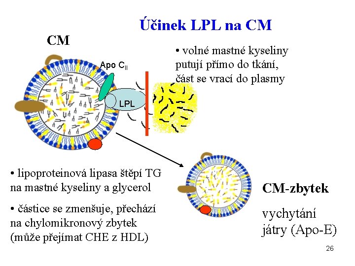 Účinek LPL na CM CM Apo CII • volné mastné kyseliny putují přímo do