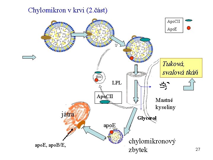 Chylomikron v krvi (2. část) Apo. CII Apo. E Tuková, svalová tkáň LPL Apo.