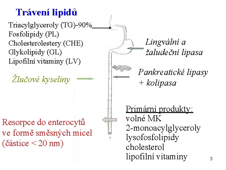 Trávení lipidů Triacylglyceroly (TG)-90% Fosfolipidy (PL) Cholestery (CHE) Glykolipidy (GL) Lipofilní vitaminy (LV) Žlučové