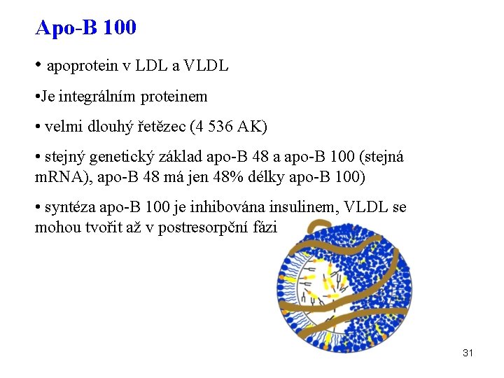 Apo-B 100 • apoprotein v LDL a VLDL • Je integrálním proteinem • velmi