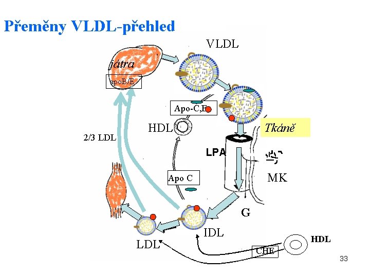 Přeměny VLDL-přehled VLDL játra apo. B/E Apo-C, E 2/3 LDL HDL Tkáně LPA MK