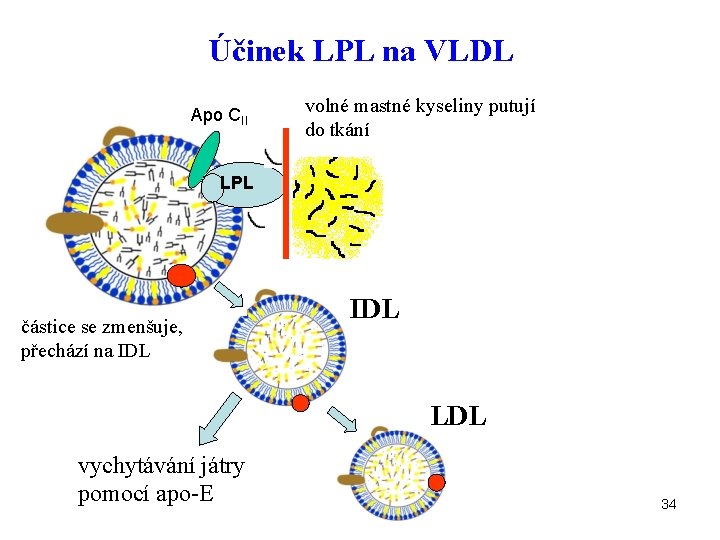 Účinek LPL na VLDL Apo CII volné mastné kyseliny putují do tkání LPL částice