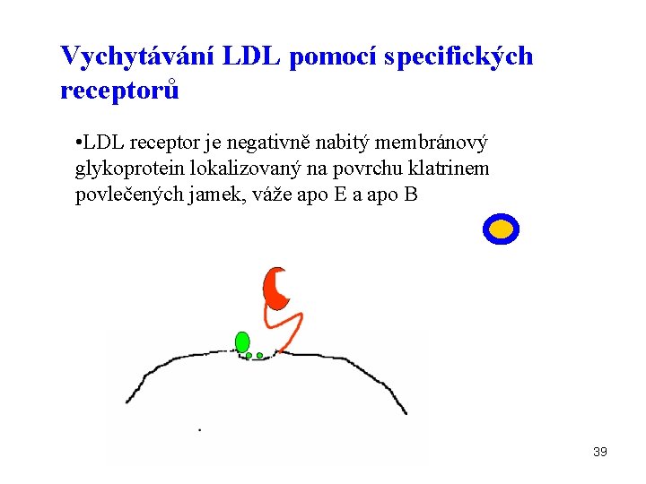 Vychytávání LDL pomocí specifických receptorů • LDL receptor je negativně nabitý membránový glykoprotein lokalizovaný