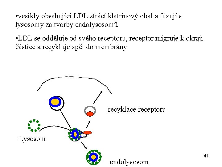  • vesikly obsahující LDL ztrácí klatrinový obal a fůzují s lysosomy za tvorby