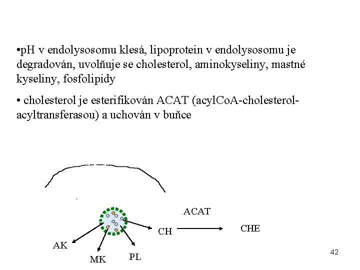  • p. H v endolysosomu klesá, lipoprotein v endolysosomu je degradován, uvolňuje se