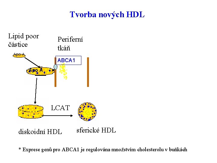 Tvorba nových HDL Lipid poor částice Periferní tkáň Apo A SR-B 1 steroidogenní tkáně