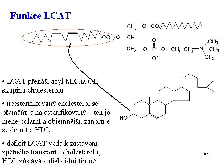 Funkce LCAT - • LCAT přenáší acyl MK na OH skupinu cholesterolu • neesterifikovaný