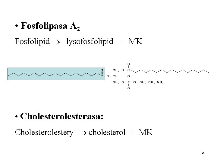  • Fosfolipasa A 2 Fosfolipid lysofosfolipid + MK • Cholesterasa: Cholestery cholesterol +