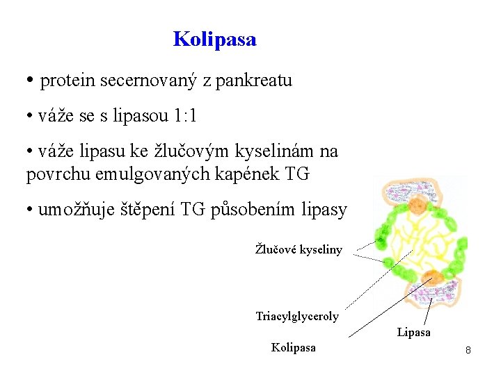 Kolipasa • protein secernovaný z pankreatu • váže se s lipasou 1: 1 •