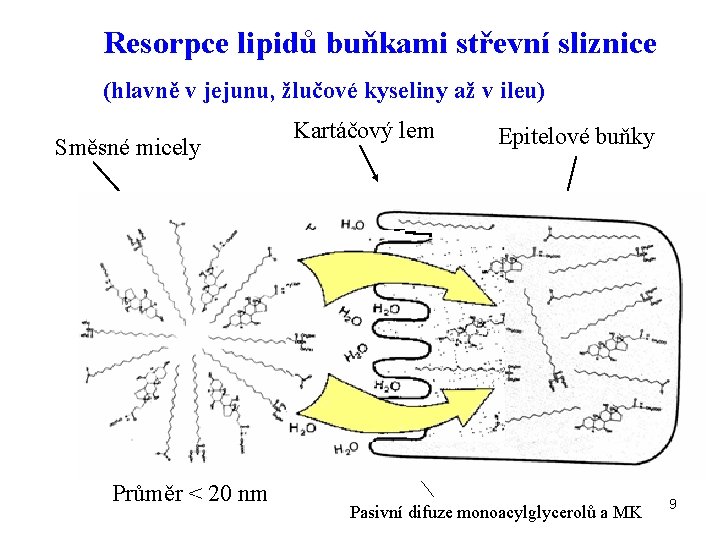 Resorpce lipidů buňkami střevní sliznice (hlavně v jejunu, žlučové kyseliny až v ileu) Směsné