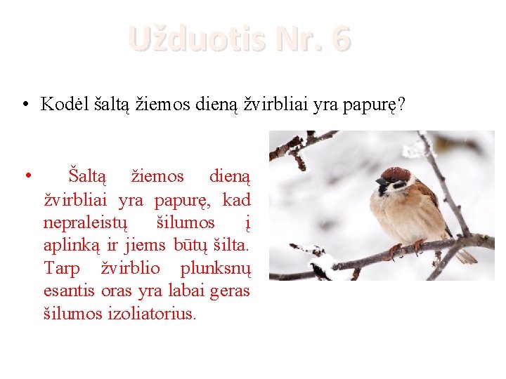 Užduotis Nr. 6 • Kodėl šaltą žiemos dieną žvirbliai yra papurę? • Šaltą žiemos