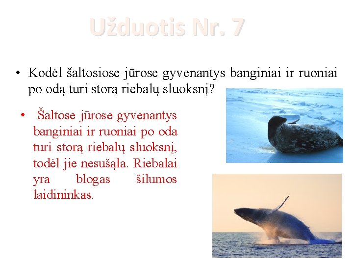 Užduotis Nr. 7 • Kodėl šaltosiose jūrose gyvenantys banginiai ir ruoniai po odą turi