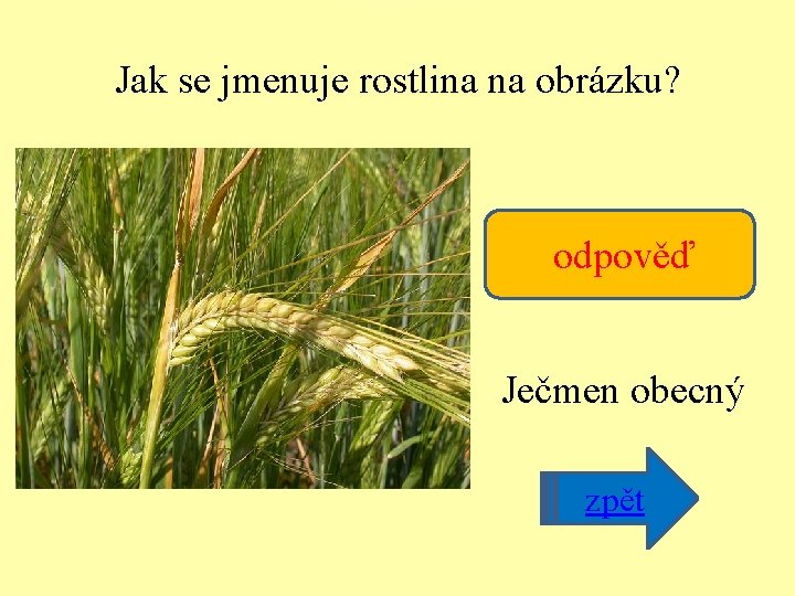 Jak se jmenuje rostlina na obrázku? odpověď Ječmen obecný zpět 