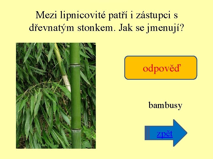 Mezi lipnicovité patří i zástupci s dřevnatým stonkem. Jak se jmenují? odpověď bambusy nápověda