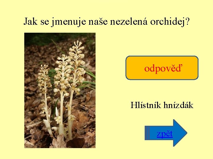 Jak se jmenuje naše nezelená orchidej? odpověď Hlístník hnízdák nápověda zpět 