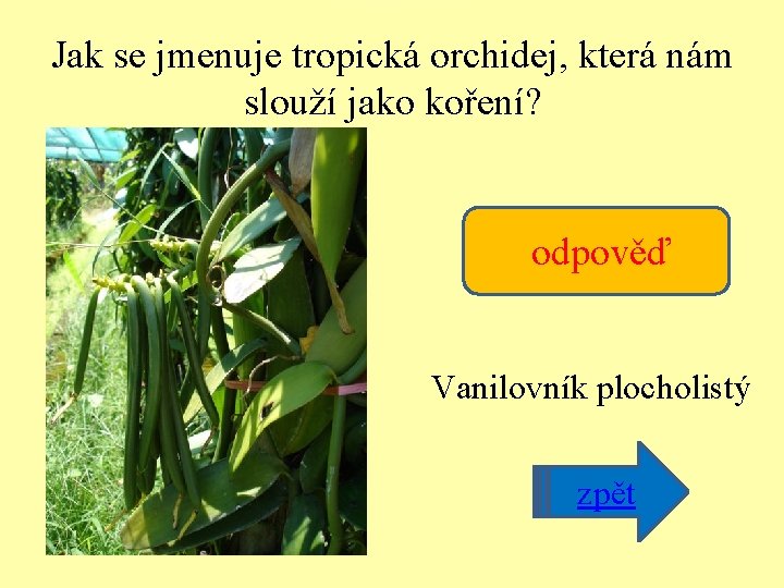 Jak se jmenuje tropická orchidej, která nám slouží jako koření? odpověď Vanilovník plocholistý nápověda