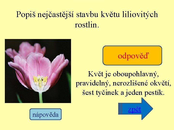 Popiš nejčastější stavbu květu liliovitých rostlin. odpověď Květ je oboupohlavný, pravidelný, nerozlišené okvětí, šest