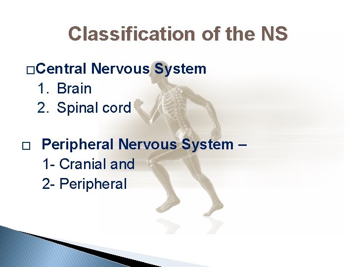 Classification of the NS �Central Nervous System 1. Brain 2. Spinal cord � Peripheral