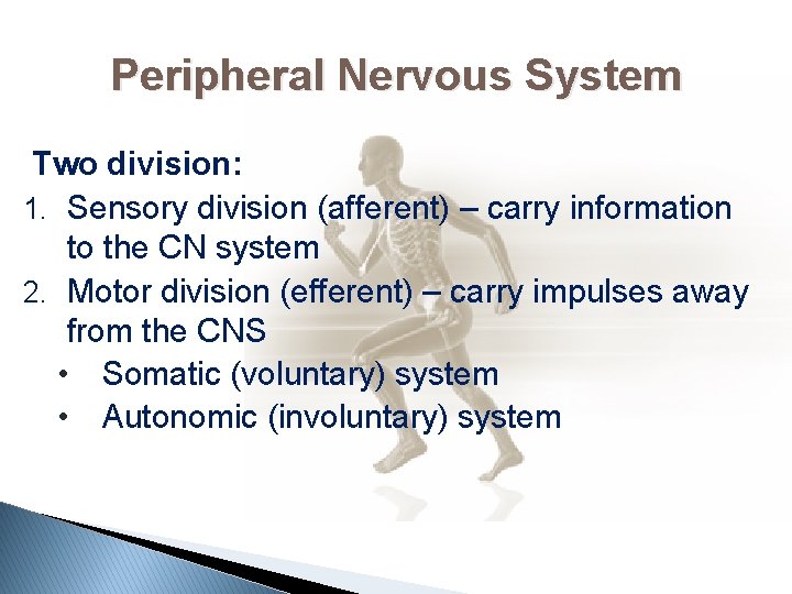 Peripheral Nervous System Two division: 1. Sensory division (afferent) – carry information to the
